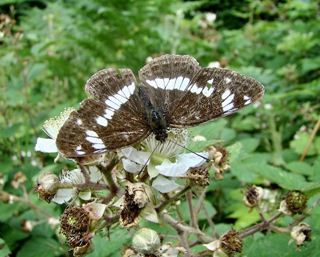 white admiral